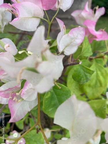 Picture of beautiful small white and pink bougainvillea flowers and green leaves.