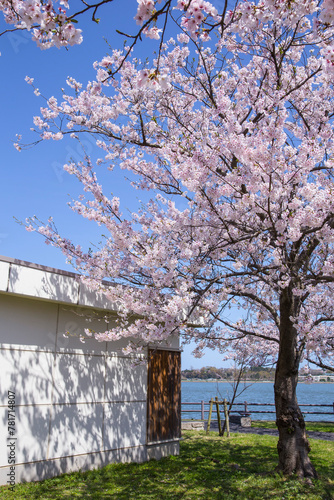 満開の桜の花と湖山池 鳥取県 湖山池 © 福田 浩志 - Koji Fukuta