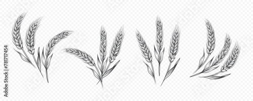 Vector Hand Drawn Agriculture Wheat, Cereal Ear Icon Set Isolated. Organic Wheat, Rice Ears. Grain Ear Design Template for Bread, Beer Logo, Packaging, Labels for Farming, Organic Food Concept