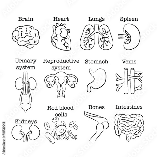 Human anatomy clip art vector, human anatomy hand drawn line art