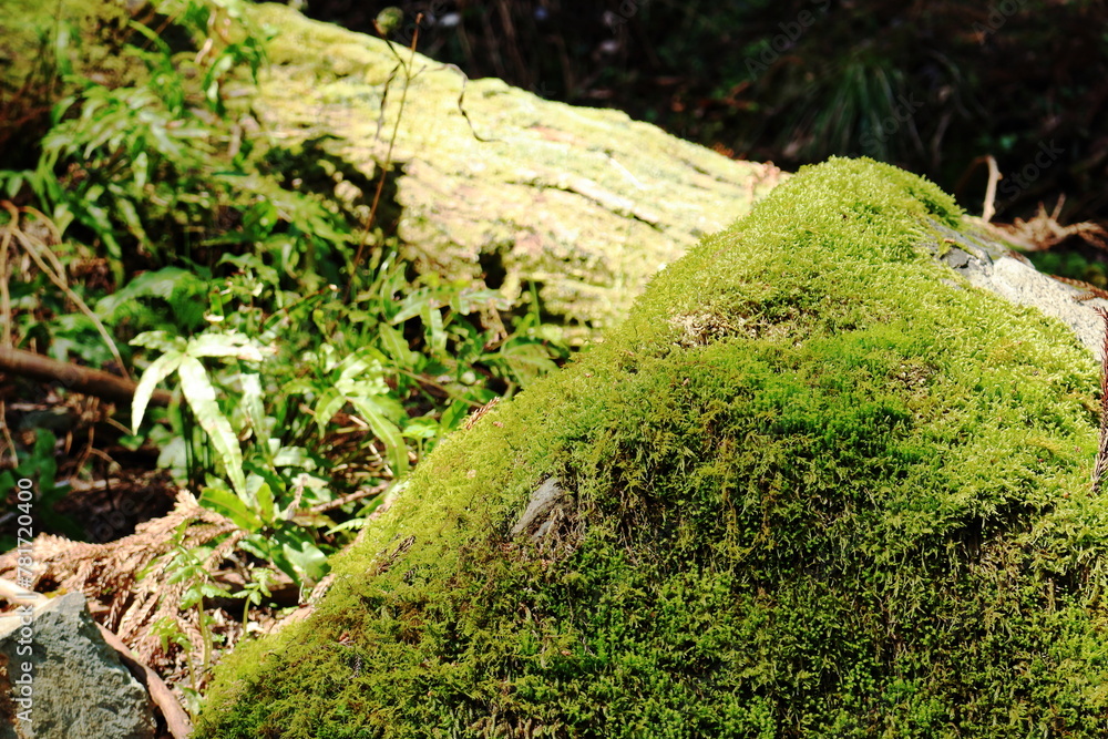 苔むした岩 苔むした岩