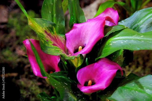Beautiful exotic flowers of Kalla Chianti  in botanical garden