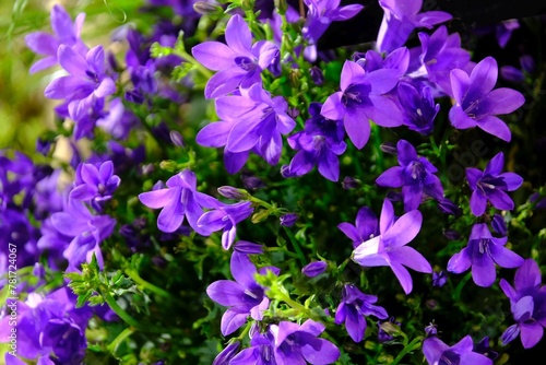 Beautiful exotic flowers of dalmatian bellflower  Campanula portenschlagiana in botanical garden