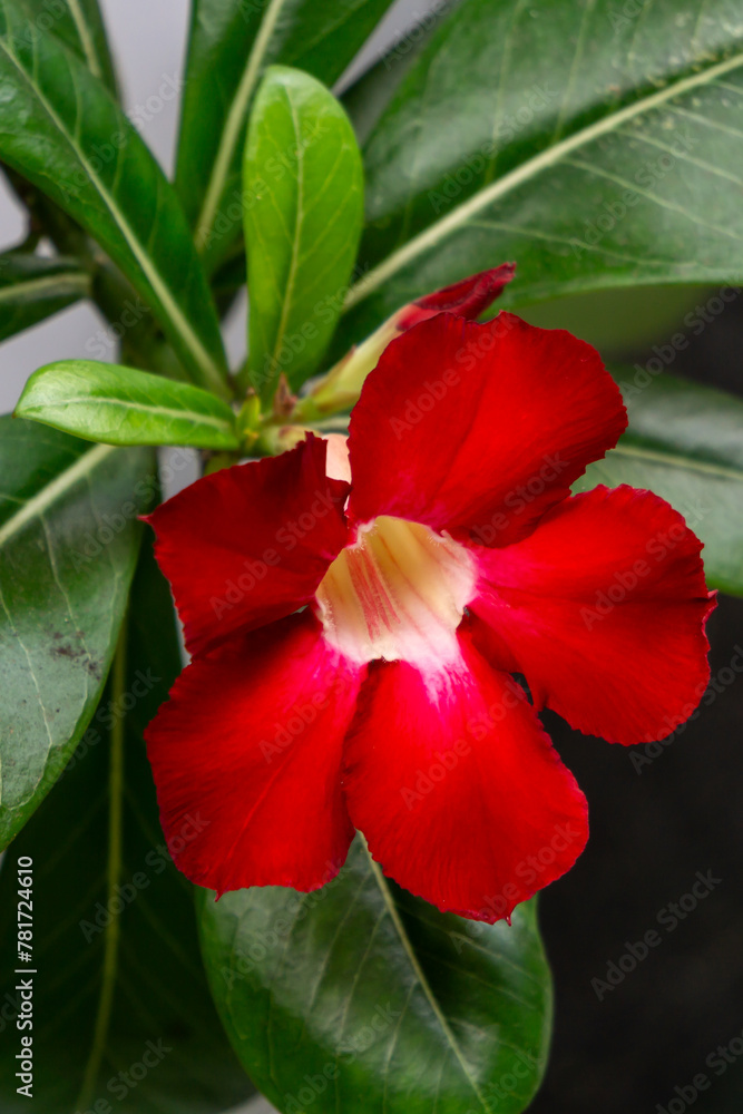 The dessert rose or adenium obesum flower has dark red color The dessert rose or adenium obesum flower has dark red color