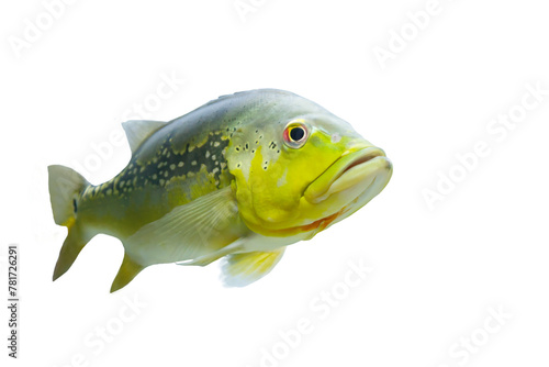 Close-up view of Cichla fish ocellaris isolated on transparent background png file photo