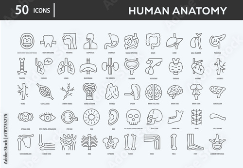 Human Anatomy Icons Collection For Business, Marketing, Promotion In Your Project. Easy To Use, Transparent Background, Easy To Edit And Simple Vector Icons