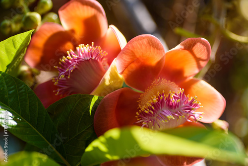 Bild auf Leinwand Close-up of beautiful orange tropical tree flowers on a tree in spring, summer s