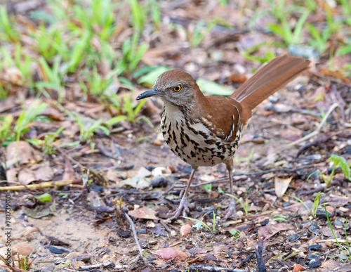 Brown Thrasher perched