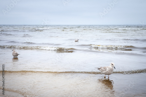 Selective blur on a group of young juvenile herring gulls posing on Jurmala beach by baltic sea with its young brown plumage. The european herring gull Larus argentatus is a seabird, endemic to Europe