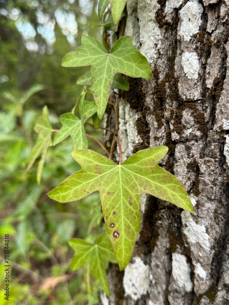 Obraz premium Ivy on a tree trunk
