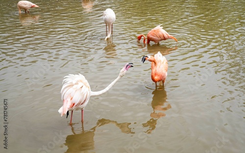                                 flamingos 