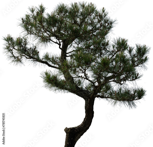 소나무 png 파일(소나무 누끼 사진)