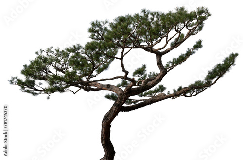 소나무 png 파일(소나무 누끼 사진)