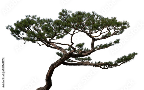 소나무 png 파일(소나무 누끼 사진)