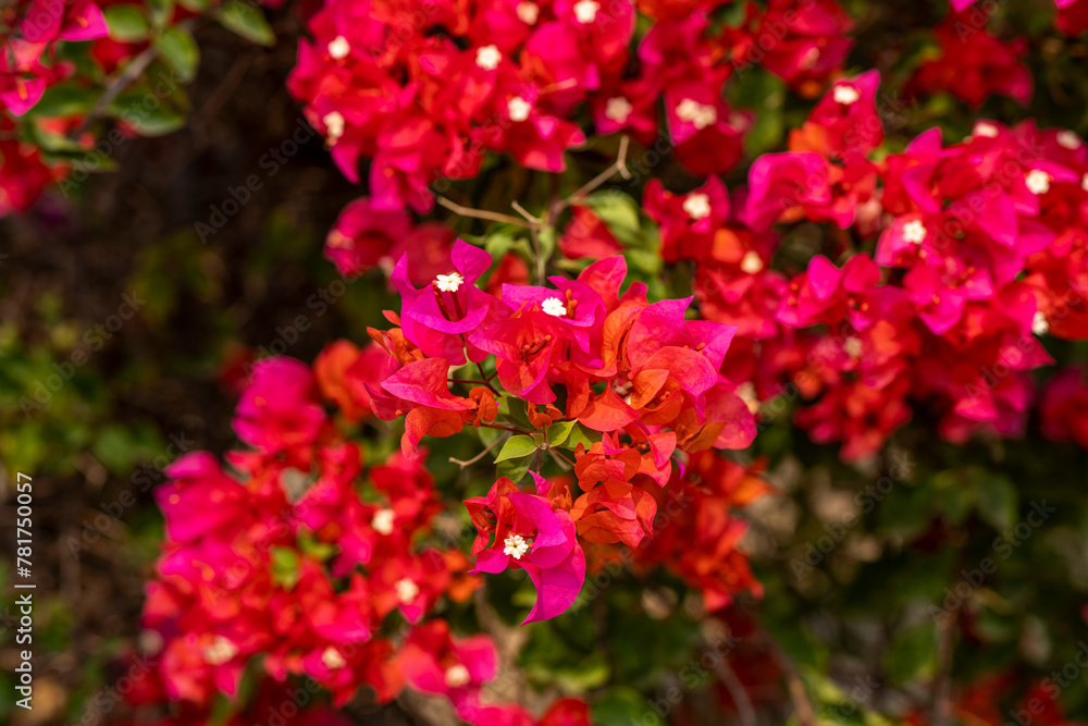 Bright red and pink bougainvillea flowers on tree, beautiful red and pink tropical flowers in garden. Bright red and pink bougainvillea flowers on tree, beautiful red and pink tropical flowers in garden.