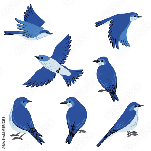 vector drawing mountain bluebirds, hand drawn Sialia currucoides, isolated nature design elements