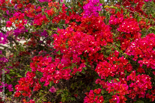 Bright red and pink bougainvillea flowers on tree, beautiful red and pink tropical flowers in garden.
