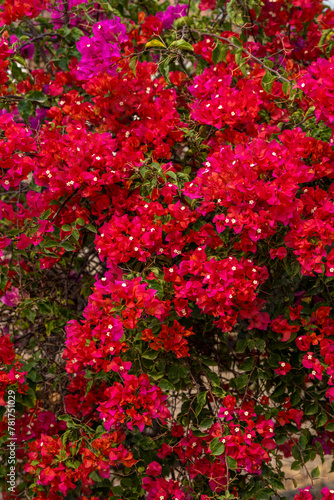 Fototapeta Naklejka Na Ścianę i Meble -  Bright red and pink bougainvillea flowers on tree, beautiful red and pink tropical flowers in garden.