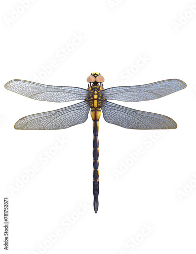 metal dragonfly 3d rendering illustration