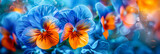 Delicate Pansy Flowers, Vivid Purple and Yellow, Spring Gardening and Natural Beauty, Soft Background
