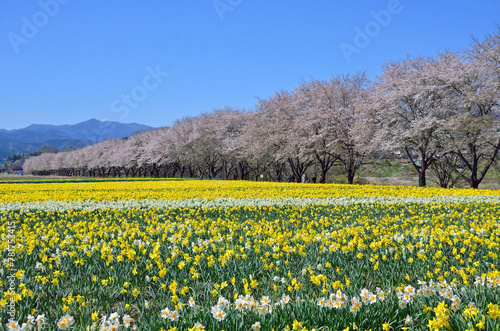 Daffodil field and cherry blossom trees in Gunma Prefecture, Japan  photo