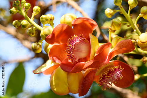 Orange Cannonball tree flower blooming in summer season photo
