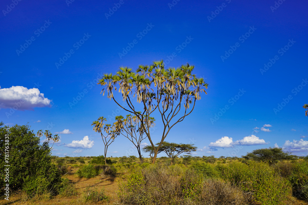 Doum palms in the background of a brilliant blue sky dot the savanna landscape of the vast Samburu reserve at the Buffalo Springs Reserve in Samburu County, Kenya Doum palms in the background of a brilliant blue sky dot the savanna landscape of the vast Samburu reserve at the Buffalo Springs Reserve in Samburu County, Kenya