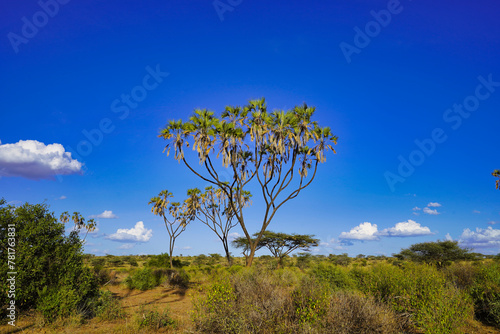 Doum palms in the background of a brilliant blue sky dot the savanna landscape of the vast Samburu reserve at the Buffalo Springs Reserve in Samburu County, Kenya