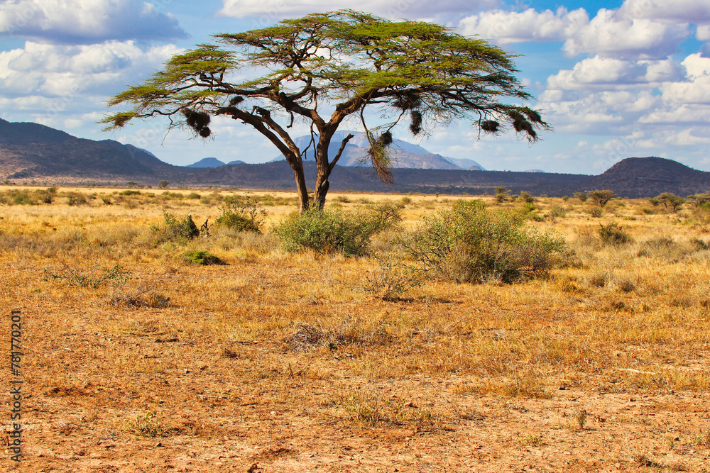 Acacia tree with weaver bird nests in the dry savanna of the Buffalo Springs Reserve in Samburu County, Kenya