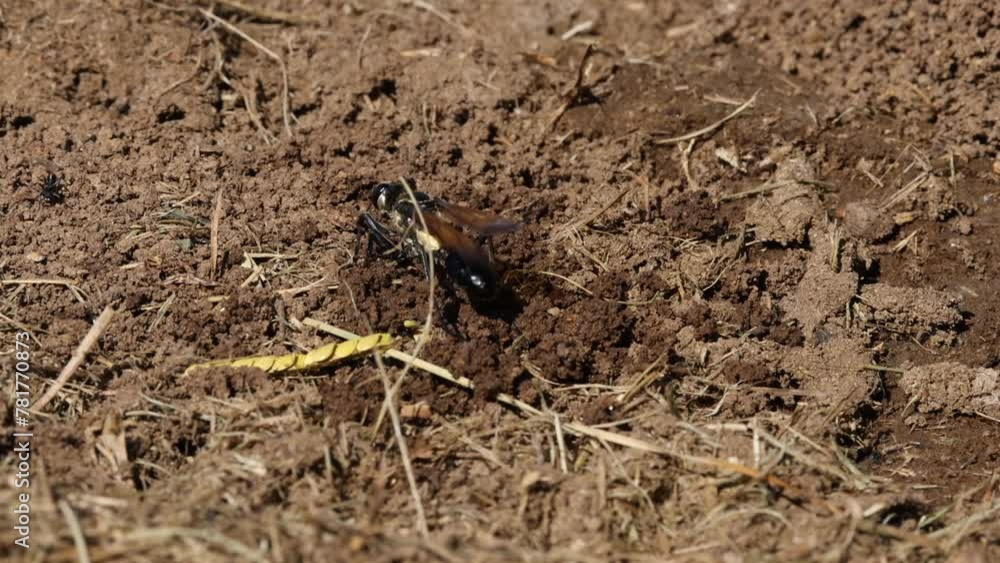 Wasp Digging and Carrying Soil Wasp Digging and Carrying Soil