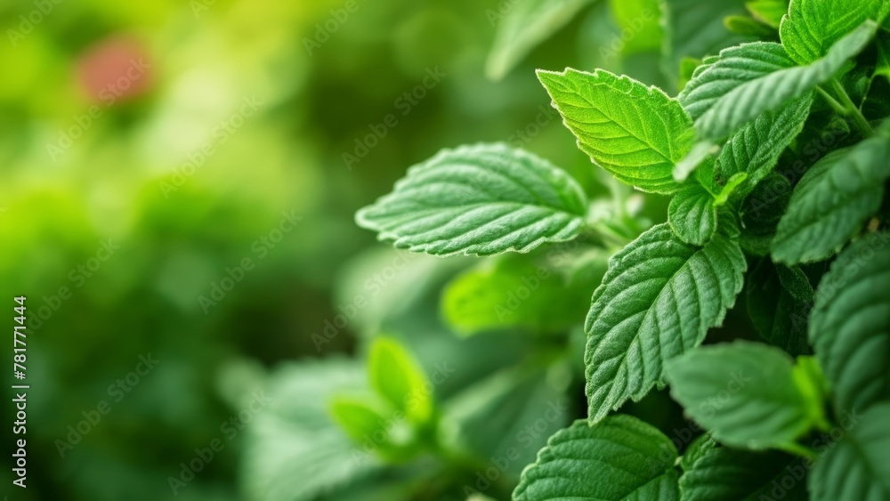 Vibrant green leaves in closeup perfect for naturethemed content Vibrant green leaves in closeup perfect for naturethemed content