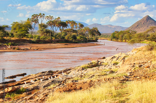 Beautiful sunlit vista of the Ewaso Ngiro river  flowing through the Samburu reserve with egrets on the bank on a bright day with blue skies at the Buffalo Springs Reserve in Samburu County, Kenya photo