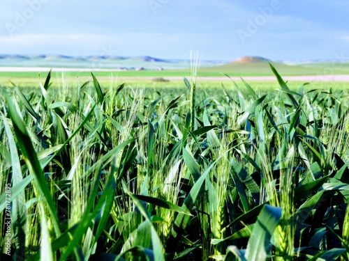Green Fields of Montana Wheat in Spring