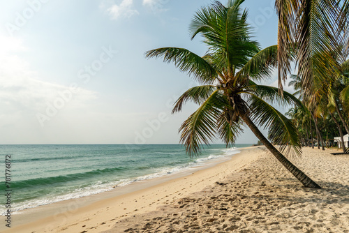palm tree diani beach kenya