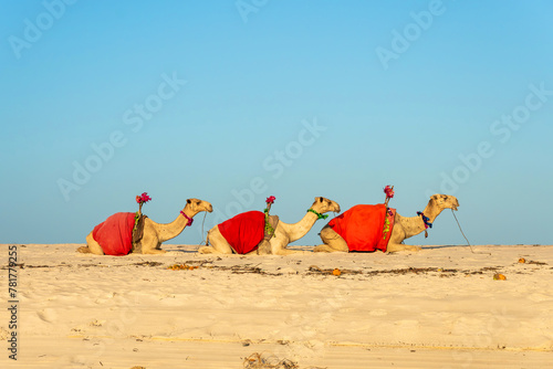 White proud camel resting on the beach. Camelus dromedarius. Summertime outdoors.