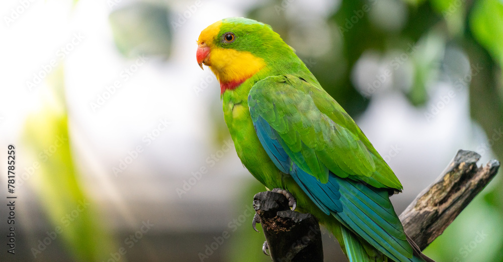 Portrait of a Superb Parrot