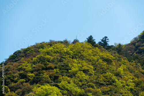 金華山中腹