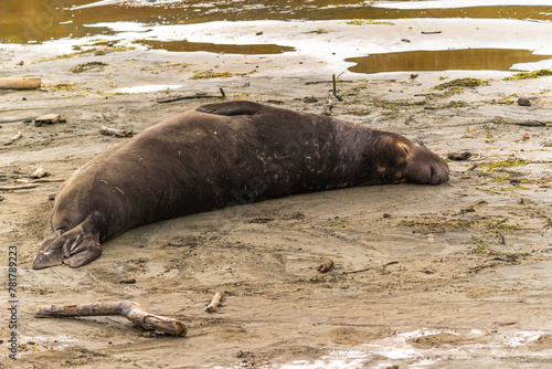 A male elephant seal sleeping on the beach, Drakes Beach, California