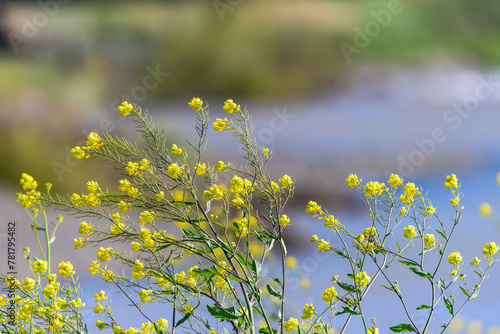 黄色の菜の花は春の訪れ