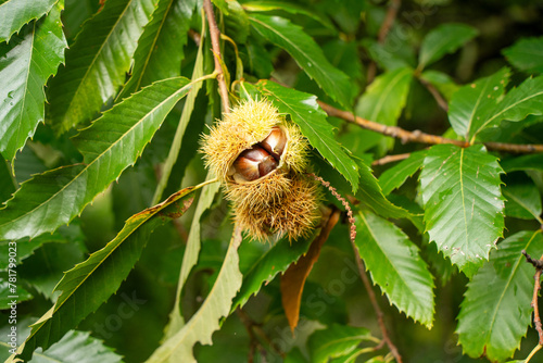 Matured chestnuts on a tree