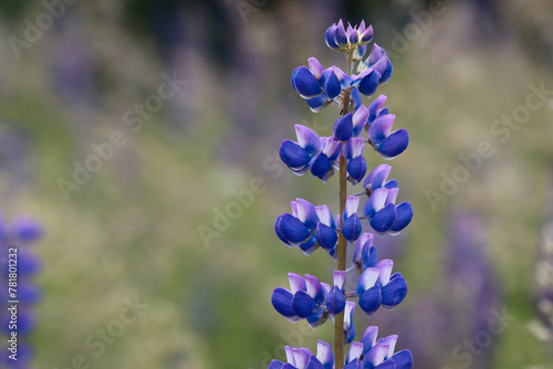 Flowering lupine plant.