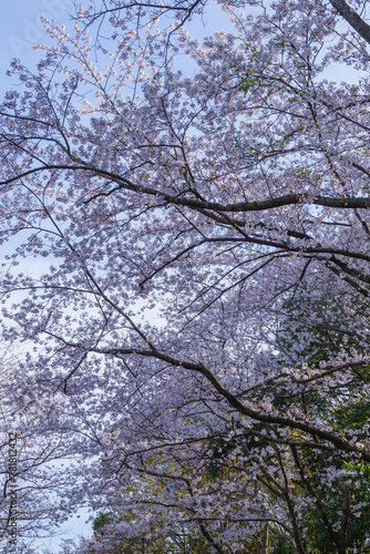 満開を迎えた桜の花 鳥取県 因幡千本桜 ソメイヨシノ