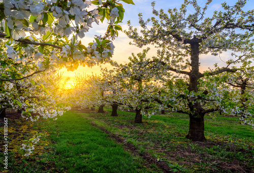 Beautiful spring sunset in cherry trees orchard