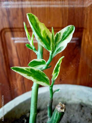 View of a Devil's backbone plant with variegated leaves, grown as an ornamental plant. Zig Zag Plant or Devil's Backbone on the pot in the house yard. photo