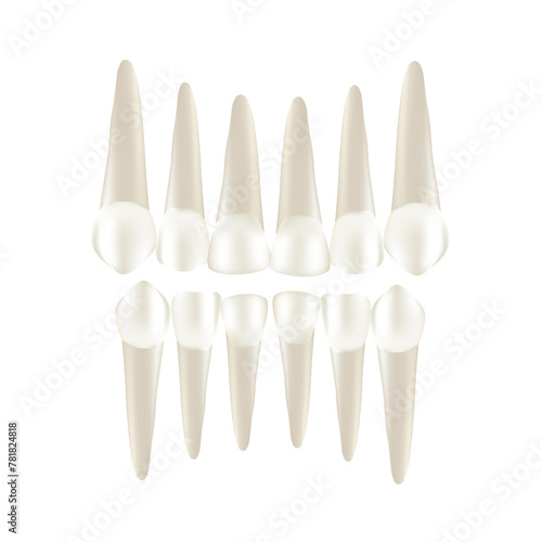 Set of realistic tooth with apexes. The permanent maxillary lateral incisor. Maxilary canine. Mandibular central incisor. For dentistry. Vector isolated illustration.