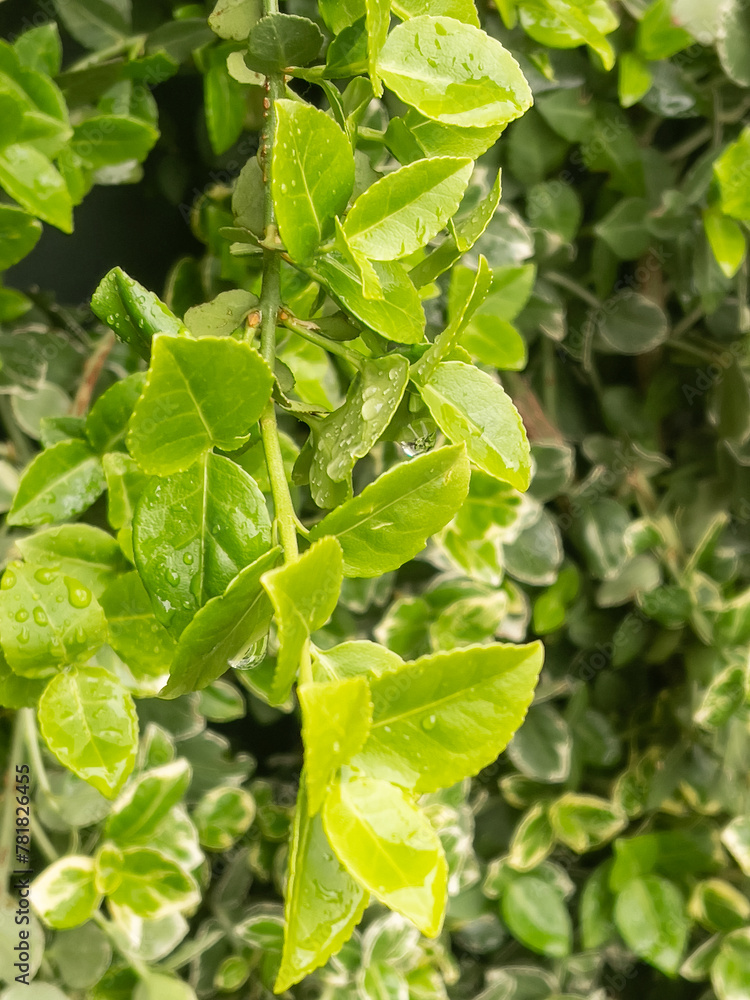 Obraz premium green leaves of a plant