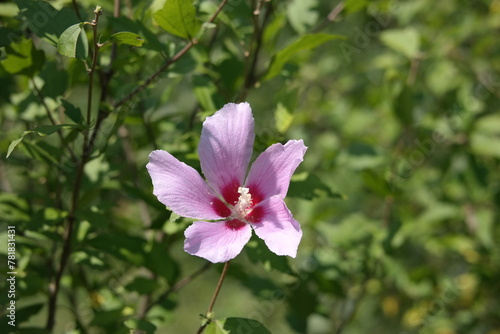 azalea