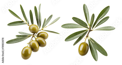 olive branch with olives isolated on transparent background