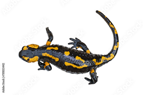 fire salamander isolated on white