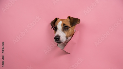 Funny dog jack russell terrier tore pink paper background. 